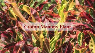 Beautiful Croton Plants Codiaeum variegatum tropical [upl. by Haswell527]