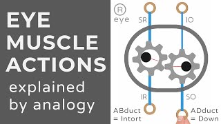 Extraocular Muscle Actions  Animation  Explained Conceptually [upl. by Assenad]