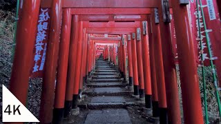 【4K】Kamakura Walk Sasuke Inari and Shinen Peony Garden [upl. by Adnael143]