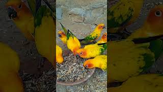 Sun conure beautiful parrot birds breeder birdshortsvideo [upl. by Bokaj]