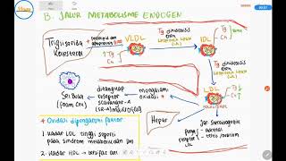 Metabolisme Lipid 2  Jalur Endogen [upl. by Hervey]