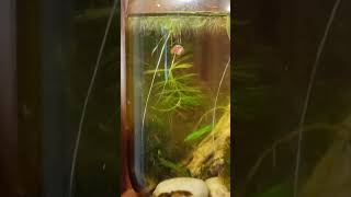 Pink ramshorn snail in planted jar ecosphere jaraquarium ramshornsnail plantedaquarium [upl. by Miehar]