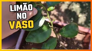 Como plantar limão no vasolimao limao [upl. by Aggri826]