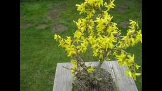 Bonsai Goldglöckchen Forsythie Forsythia Teil 2 Frohe Ostern [upl. by Tamanaha]