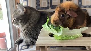 Cute Guinea pig eating lettuce [upl. by Winebaum]