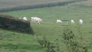 Charolais Cow  Charolaise vache NielleslèsBléquin France [upl. by Amjan485]