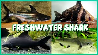 Types of Freshwater Shark for Aquarium [upl. by Ebby]