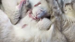 Scottish Fold Mama Cat Adores Her Cute Newborn Kittens asmr catvideo kittens scottishcat [upl. by Kenison]