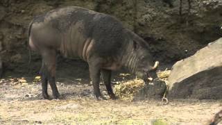 On Location The Buru Babirusa [upl. by Knowle140]