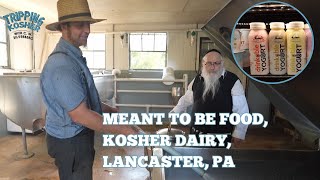 Tripping Kosher Hasidic Jews Make Kosher Cheese in Amish Country [upl. by Mohandas959]