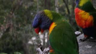 Rainbow Lorikeet Courtship Dance [upl. by Ater830]