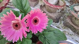 Best fertilizer for gerbera plants gerbera care tips greengardenassam [upl. by Bruell]