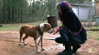 Tania Leads the Rescue to Save Ten Dogs  Pit Bulls and Parolees [upl. by Nylinnej442]