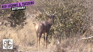 Red Lechwe amp Tsessebe Hunt in Botswana [upl. by Ringler]