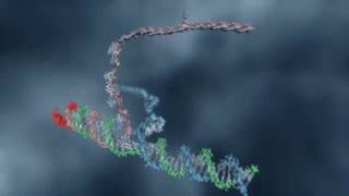 DNA Strand Displacement [upl. by Jamel]