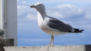 Le Goéland est un oiseau de mer [upl. by Nnarual263]