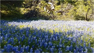 Texas Wildflowers 2019  Willow City Loop Fredericksburg TX [upl. by Kemppe]