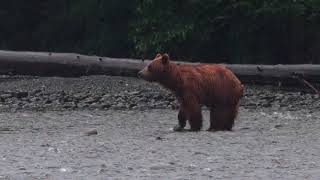 Momma GRIZZLY BEAR and CUBS  Vancouver Island BC Canada [upl. by Enylodnewg]