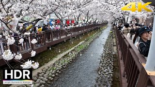 2024 Koreas Biggest Cherry Blossom Festival Jinhae Gunhangje Festival  Korea 4K HDR [upl. by Moor347]