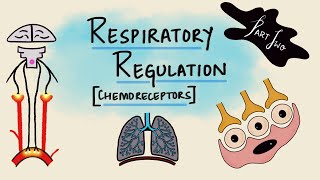 Respiratory Regulation  Part 2  Chemoreceptors  Chemical Regulation  Respiratory Physiology [upl. by Ahsilra]