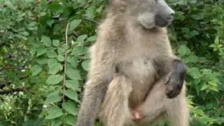 Baboons on Guardrail [upl. by Erving]