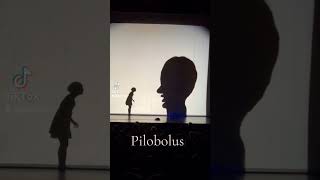 Microdose Pilobolus from Shadowland [upl. by Ilesara826]