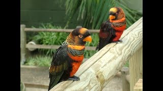 Dusky Lorikeets  Banded Lories At Mysore Zoo [upl. by Ecinert645]