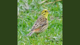 Bird sounds  Yellowhammer [upl. by Ainet366]