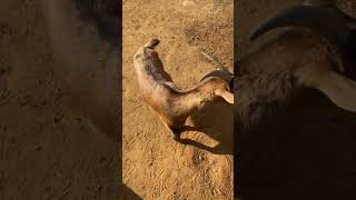 Zoo de castellar de la frontera youtube [upl. by Pascal]