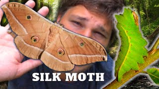 How to Breed Chinese Oak Silkmoths  Antheraea pernyi in MothCycles [upl. by Sitoiganap]