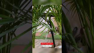 Areca palm complete maintenance tips  AirPurifying  How to Save and Water Areca Palm Leaves [upl. by Yraek]