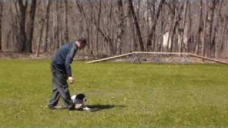 German Shorthair Pointer Heidi  Obedience Training Graduate [upl. by Lipson]