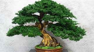 Preserved Bonsai tree made from preserved juniper and moss 2007quot 51 cm [upl. by Pendergast]