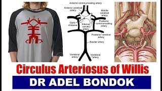 Circle of Willis Circulus Arteriosus Dr Adel Bondok [upl. by Ettenaj]