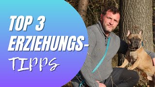 Top 3 Erziehungstipps  Grundlagen in der Hundeerziehung Französische Bulldogge [upl. by Lemak685]