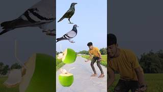 Rounding cut green coconuts to crow pigeon parrot amp peacock Birds names magic video [upl. by Gabriela667]