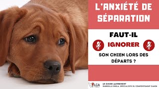 Fautil ignorer son chien lors des départs [upl. by Ailana]