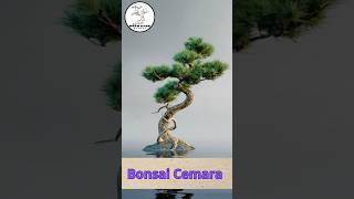 Bonsai Cemara bonsaiindonesia bonsai bonsaicemara bonsaitree putubonsai putuayubnakbali [upl. by Farwell649]