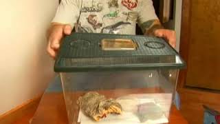 How to Care for Pueblan Milk Snake Babies [upl. by Cristie855]