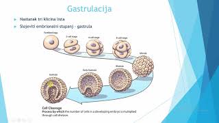 Gastrulacija [upl. by Osbert839]