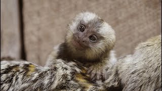 These Baby Marmoset twins are the cutest 🍼🐵🐵 [upl. by Selec282]