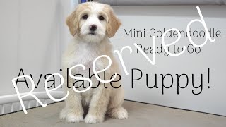 RESERVED  Mini Goldendoodle  Available to Go Home  OliviaXCharles  Silver Creek Doodles [upl. by Eneloc]