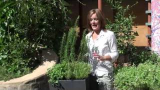 How to grow Kitchen Herbs [upl. by Anedal]