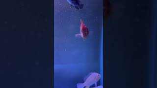 Parrot fish🐠 parrotfish parrotfishcare fishtank parrotfishtank fish ytshorts shorts virial [upl. by Aerdnu]