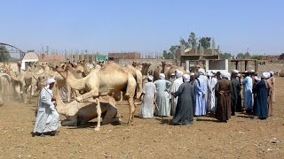 Les derniers caravaniers du Sahara  Reportage [upl. by Oinolopa]