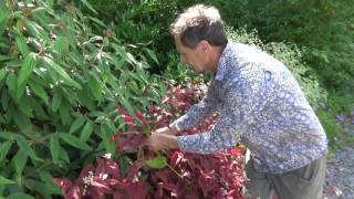 Are persicaria perfect plants for the modern garden [upl. by Lotta692]