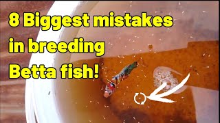 Why Betta fish breeding fail  8 Mistakes to avoid [upl. by Taddeusz]