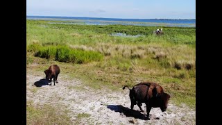 Airboating with Buffalo  Bison   Lake Kissimmee   Florida [upl. by Anim176]