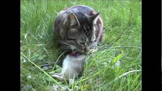 3 Legged Cat eats bunny whole Part 1 [upl. by Riabuz]