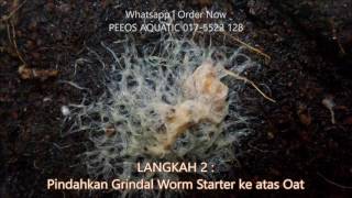 Cara membuat Grindal Worm Malaysia [upl. by Cicely]